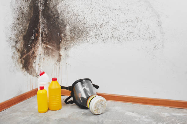 Best Certified Mold Removal  in Piedmont, CA
