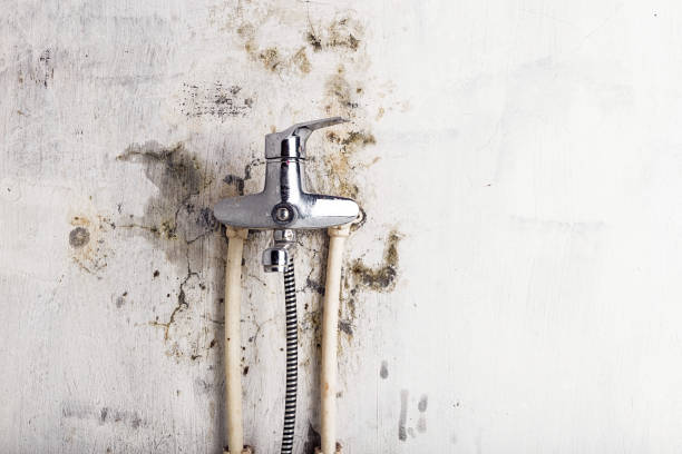 Best Commercial Mold Removal  in Piedmont, CA