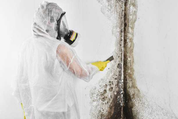 Best Certified Mold Removal  in Piedmont, CA