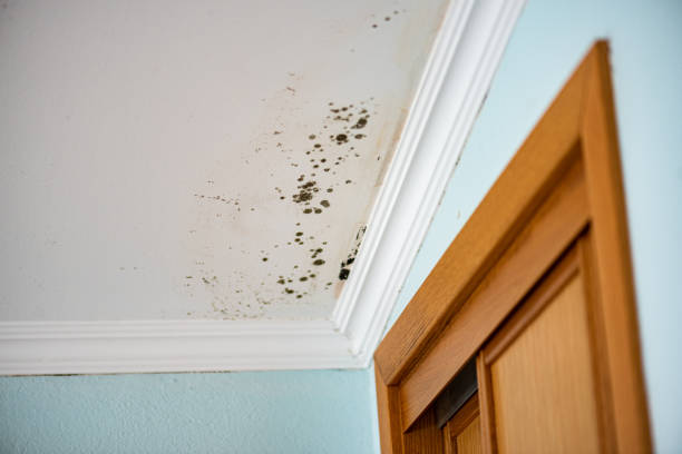 Best Mold Removal Company Near Me  in Piedmont, CA