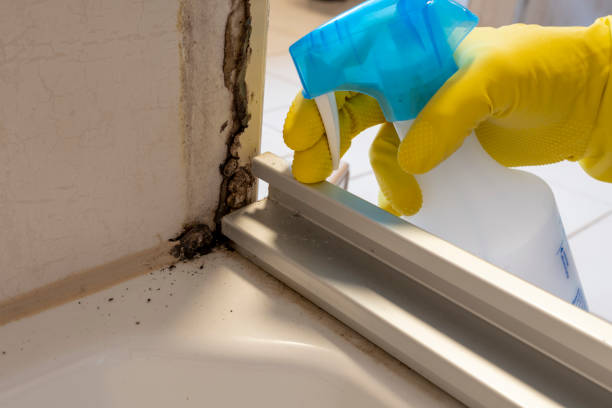 Best Professional Mold Removal  in Piedmont, CA
