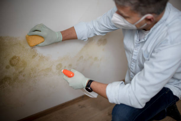 Best Same-Day Mold Removal  in Piedmont, CA