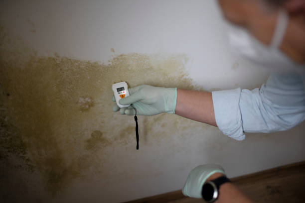 Best Crawl Space Mold Removal  in Piedmont, CA