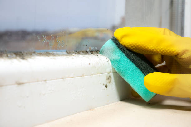 Best Local Mold Removal Service  in Piedmont, CA