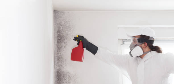Best Mold Remediation  in Piedmont, CA
