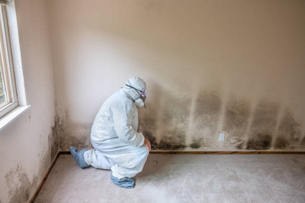 Mold Removal Process in Piedmont, CA