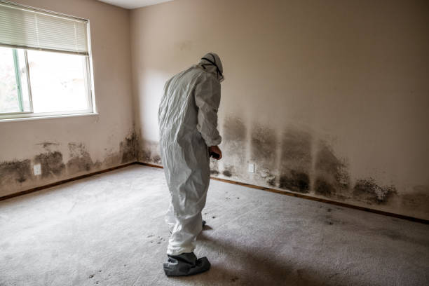 Best Home Mold Removal  in Piedmont, CA