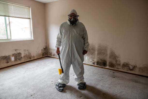 Best Toxic Mold Removal  in Piedmont, CA