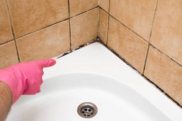 Best Best Mold Removal Companies  in Piedmont, CA